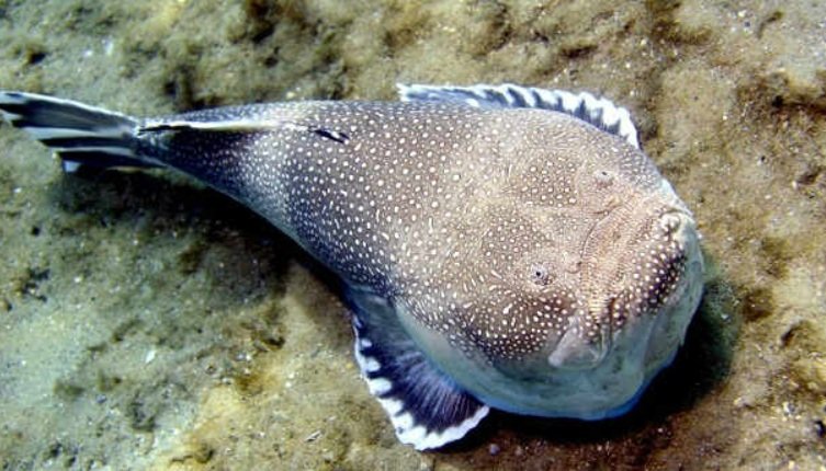 Top 10 Facts about Stargazer Fish