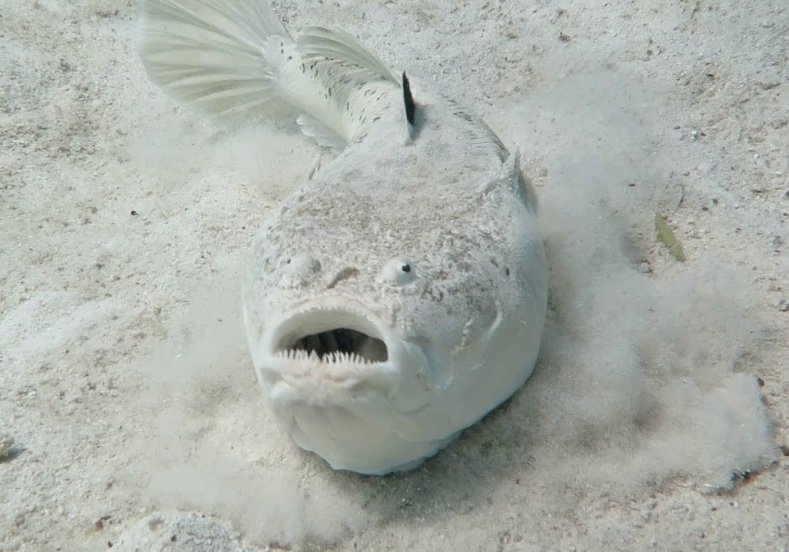 stargazer fish picture life characteristics