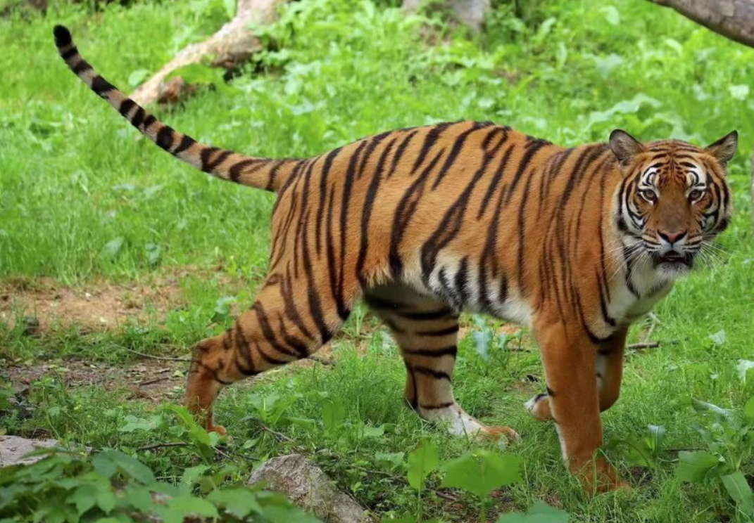 Amazing Facts About South China Tigers