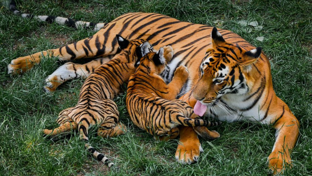 Top 10 Facts about South China Tiger