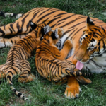 Top 10 Facts about South China Tiger