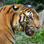 sources and references about South China Tiger