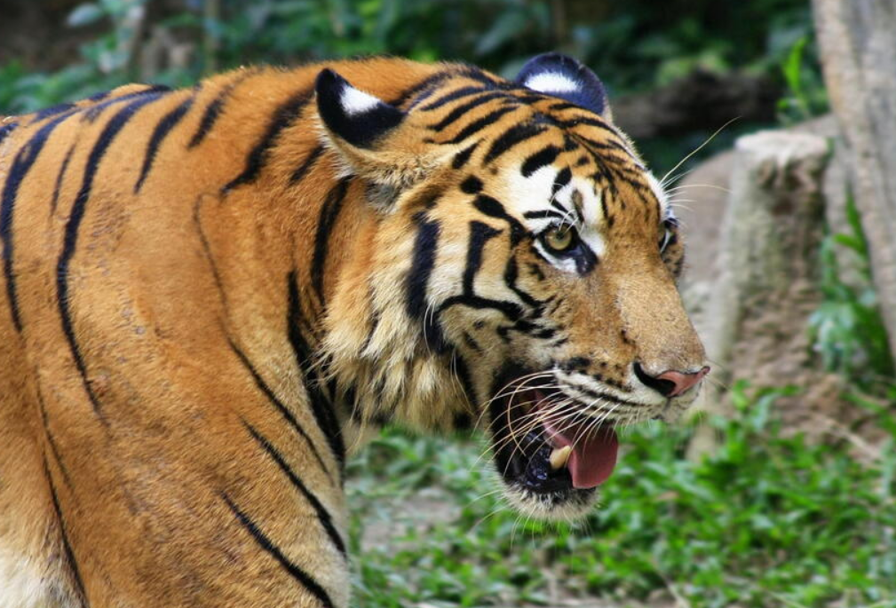 sources and references about South China Tiger