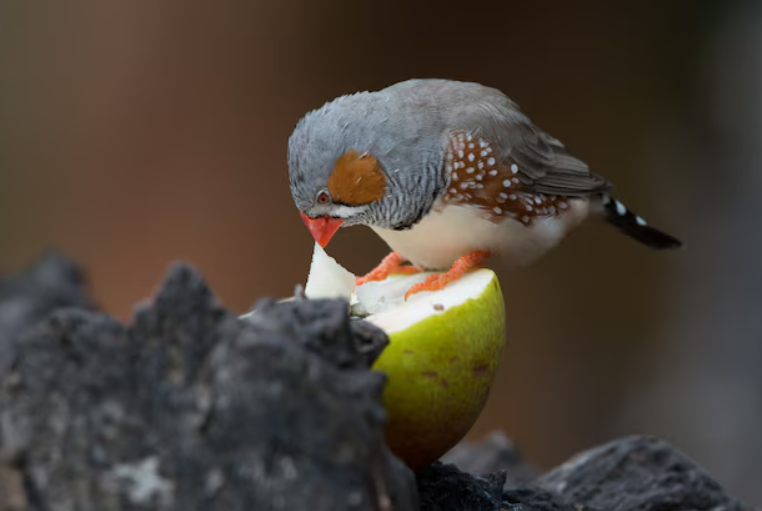 Diet and Feeding Habits of zebra finch