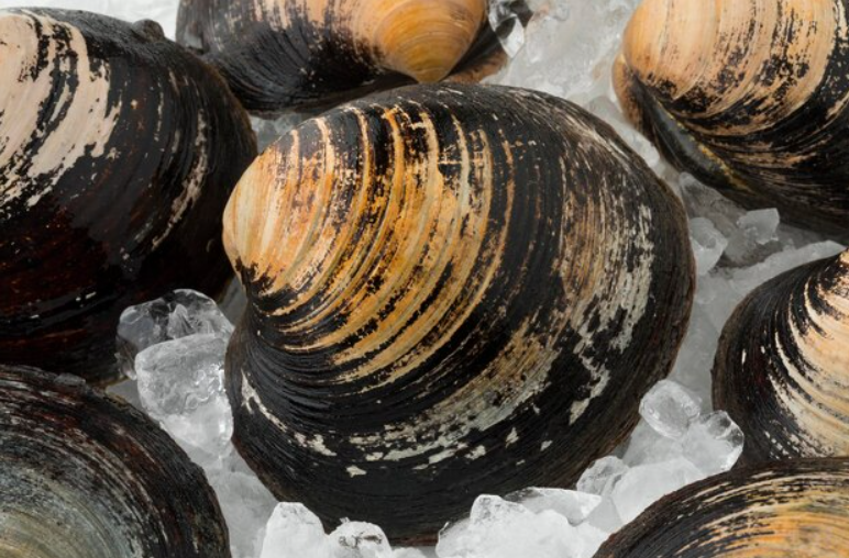 Facts about Zebra Mussels