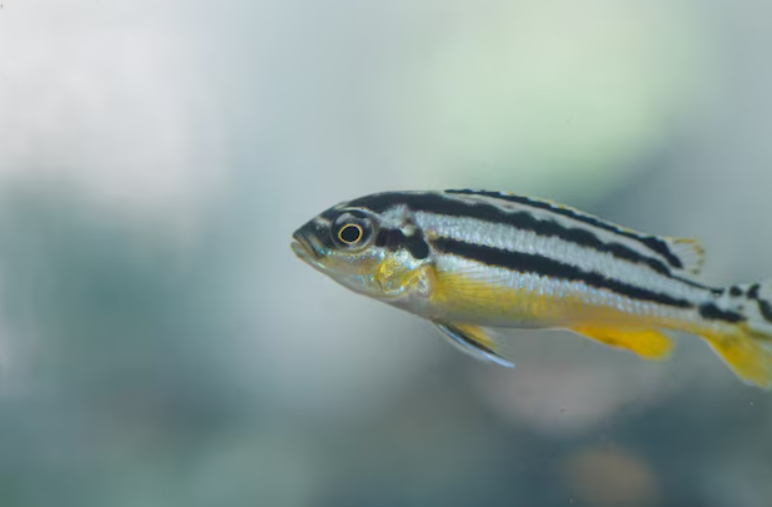 Feeding Habits of Zebra fish