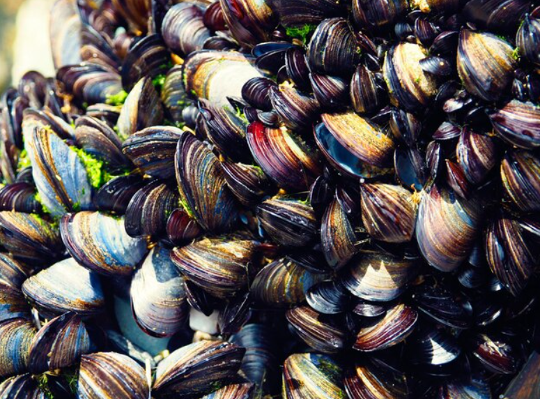 Top 10 Facts about Zebra Mussels