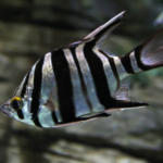 Physical Characteristics of Zebra Plecos