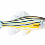 Physical Features of Zebra Fish
