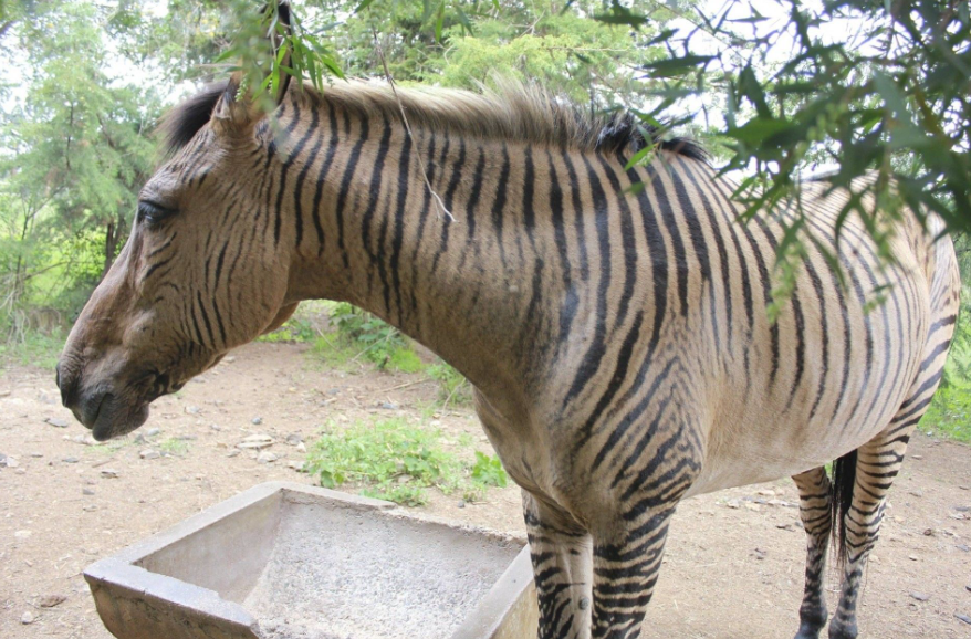 Role of Zorses in Human Culture and Agriculture