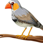 Top 10 Facts about Zebra Finch