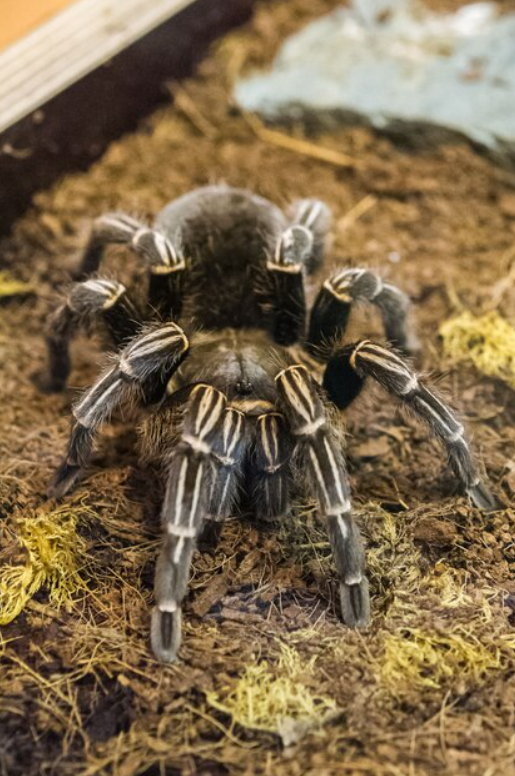 Top 10 Facts about Zebra Tarantula