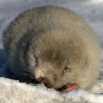 Top 10 Facts about Zokor