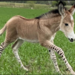 Top 10 Facts about Zonkey