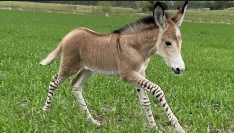 Top 10 Facts about Zonkey