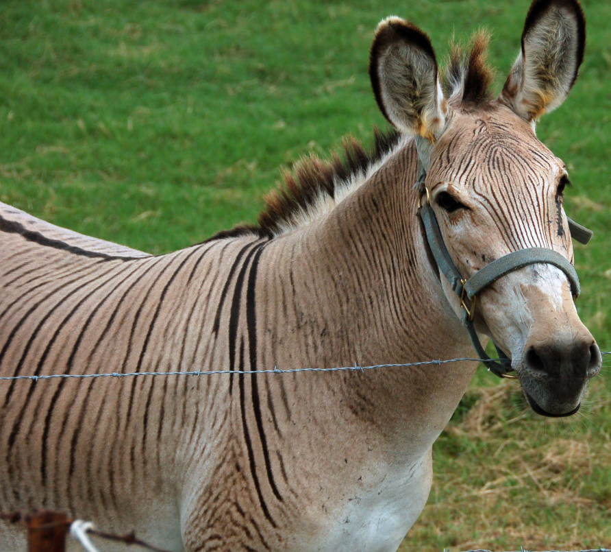 Top 10 Facts about Zorse