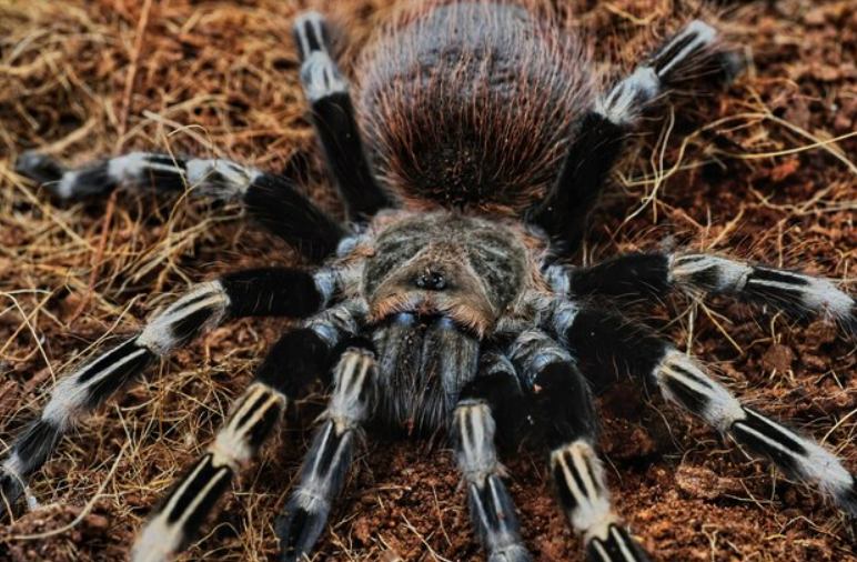 What is a Zebra Tarantula