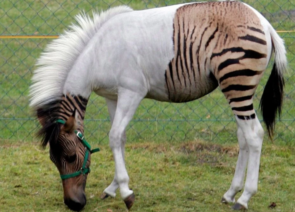Zorse - The Fascinating Hybrid of a Zebra and a Horse