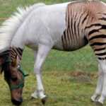 Zorse - The Fascinating Hybrid of a Zebra and a Horse