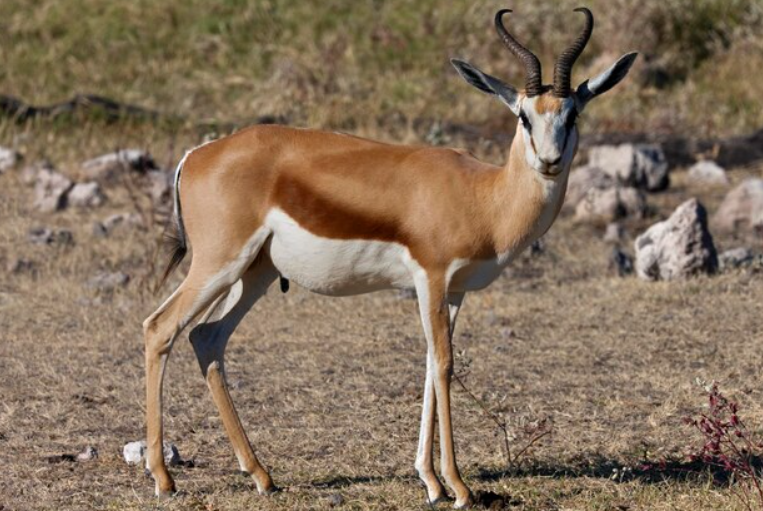 Adaptability and Habitat of Springboks