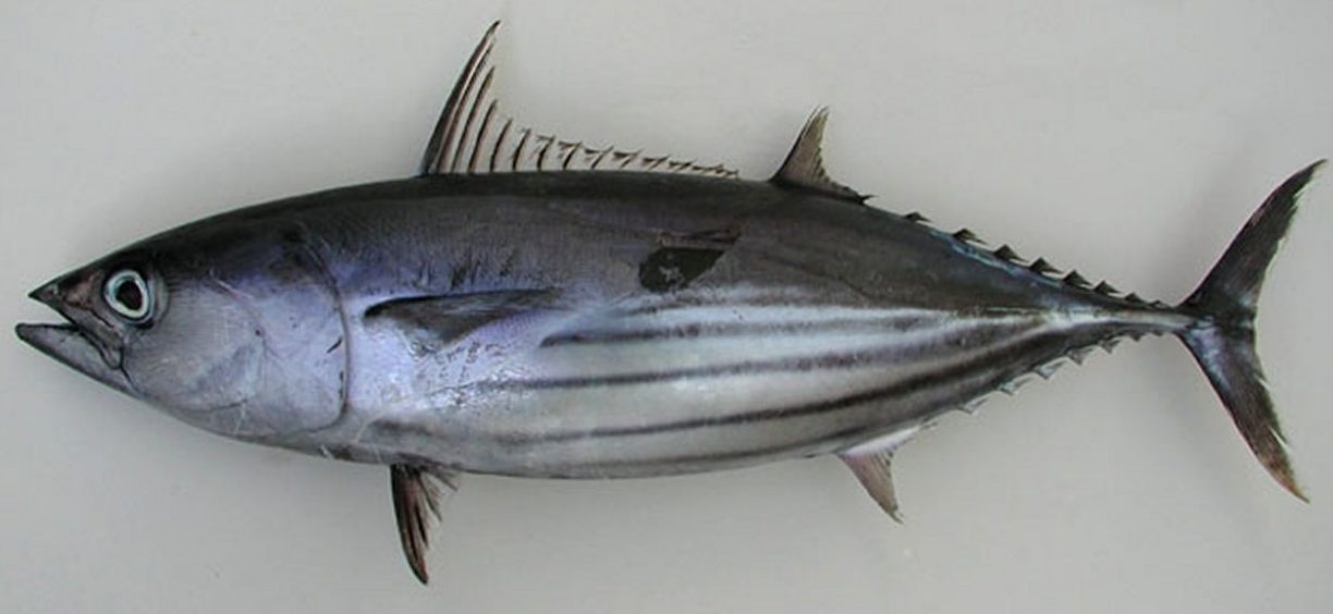 Amazing Facts About Skipjack Tuna