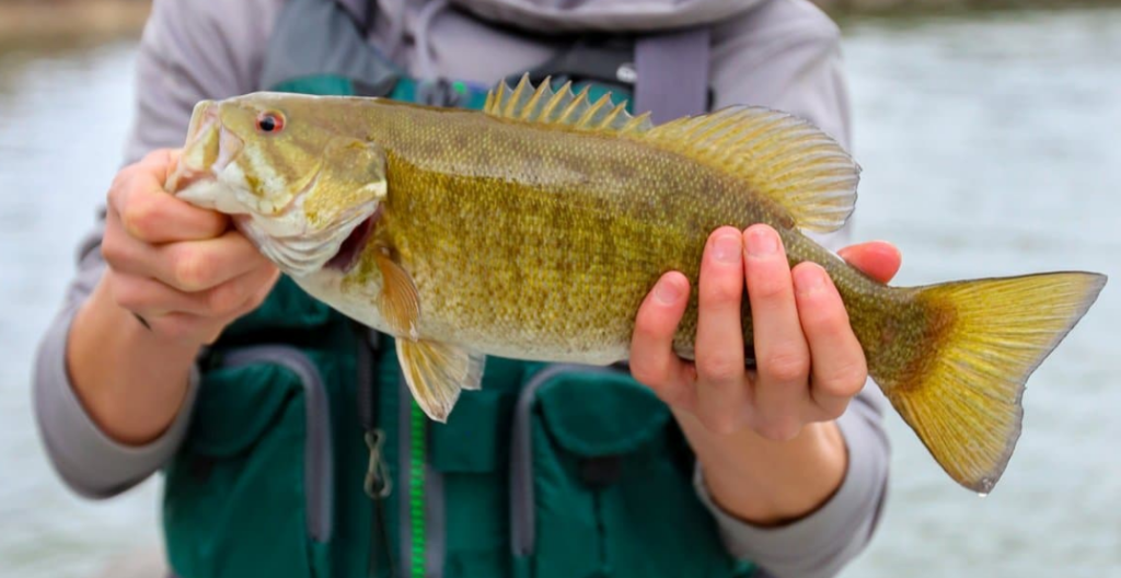 Amazing Facts About Smallmouth Bass