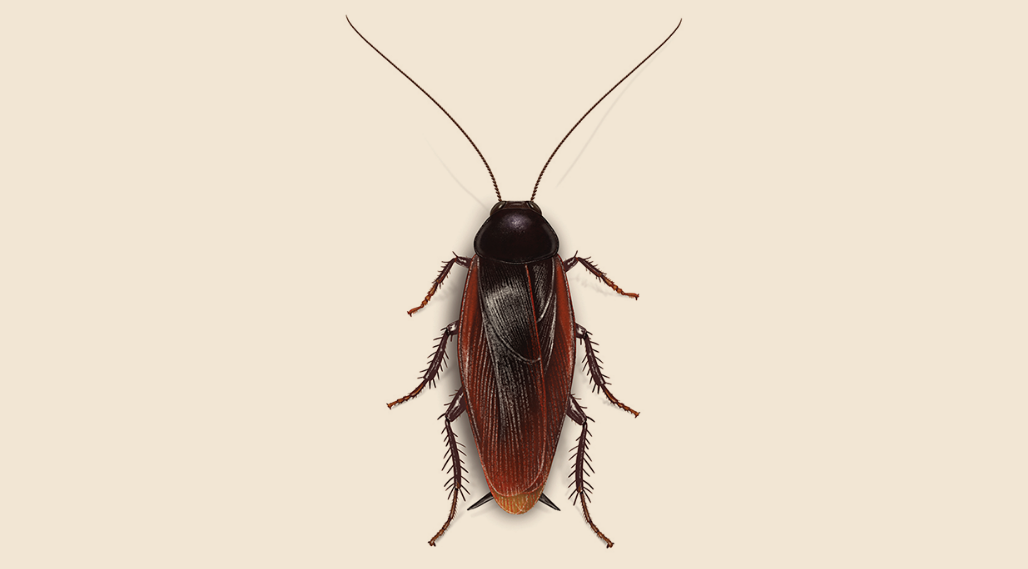 Amazing Facts About Smokybrown Cockroaches