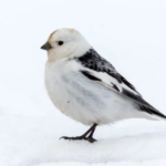Amazing Facts About Snow Buntings