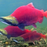 Amazing Facts About Sockeye Salmon