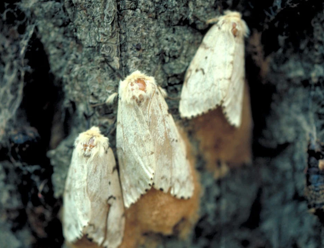 Amazing Facts About Spongy Moths