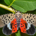 Amazing Facts About Spotted Lanternflies