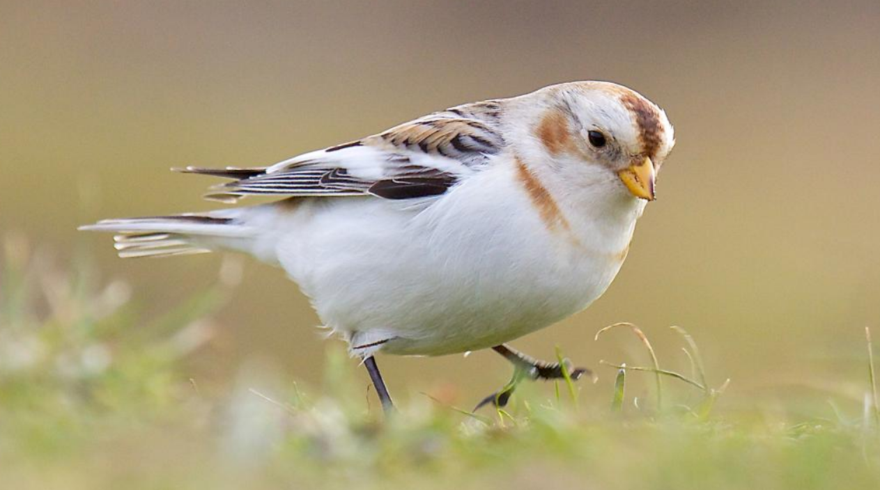 An Endearing Arctic Bird Snow Bunting