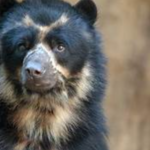 Behavioral Patterns and Adaptations of Spectacled Bears