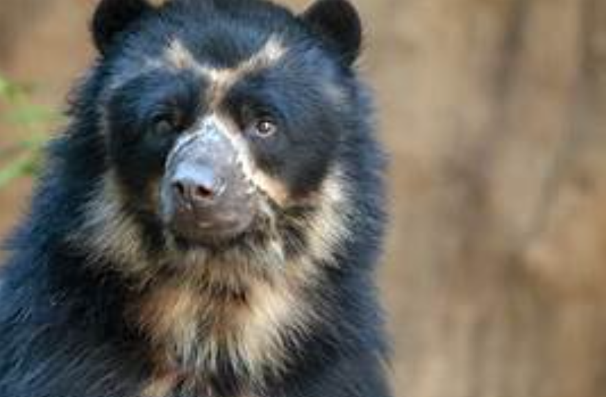 Behavioral Patterns and Adaptations of Spectacled Bears