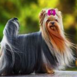 Coat and Colour, Yorkshire Terriers