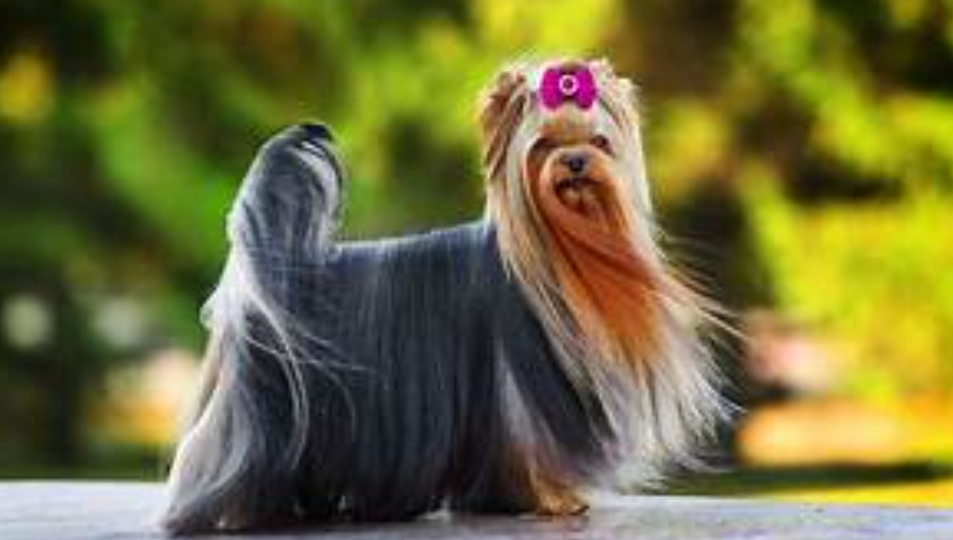 Coat and Colour, Yorkshire Terriers