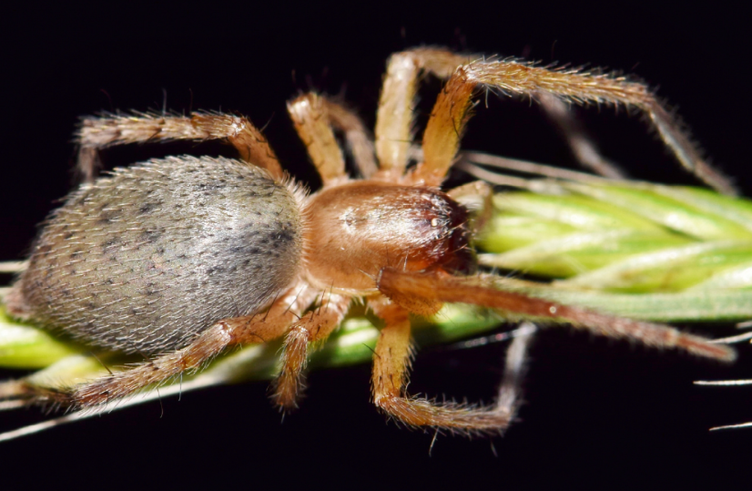 Distribution and Habitat of the Yellow Sac Spider