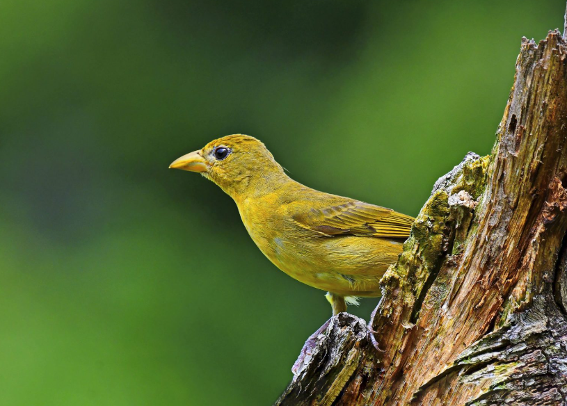 Distribution and Habitat of the Yellow Tanager