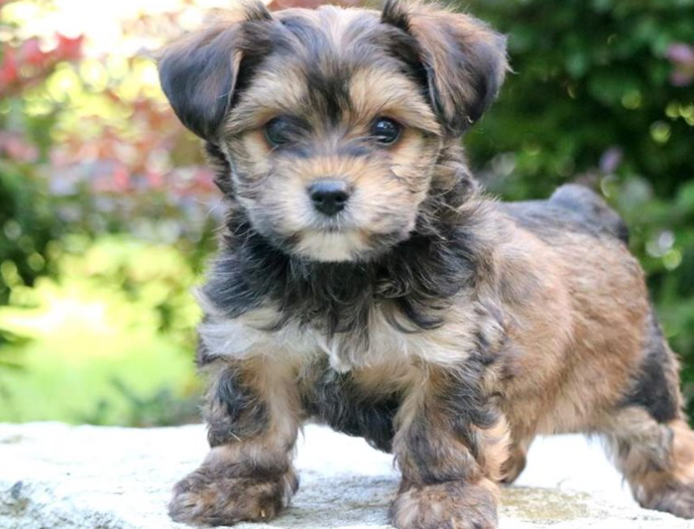 Eyes and Ears of the Yorkiepoo