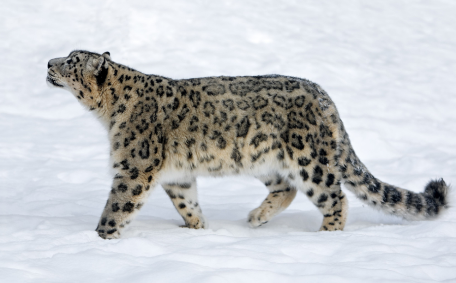 FAQ (Frequently Asked Questions) about Snow Leopard