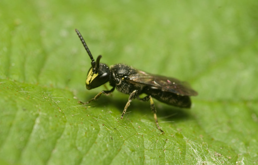 The Yellow-Faced Bee’s Physical Characteristics