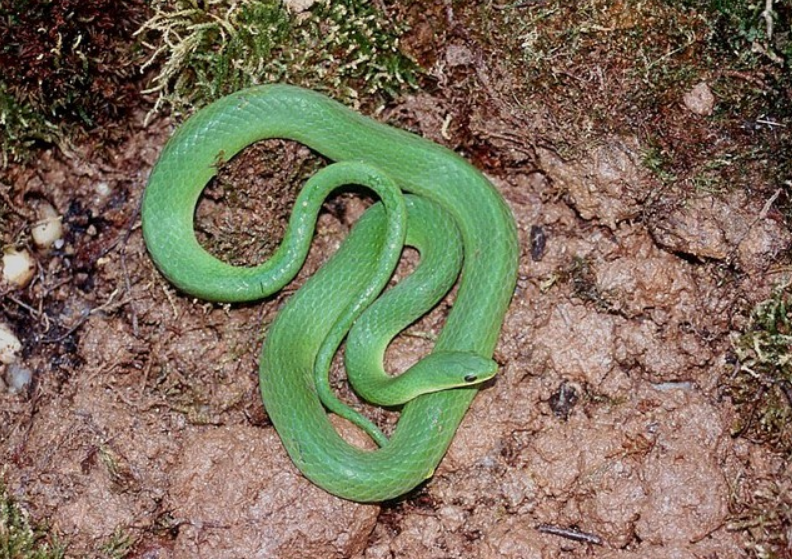 Fascinating Details Regarding the Smooth Earth Snake