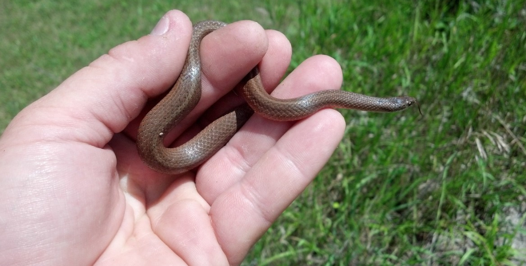 Fascinating Details Regarding the Smooth Earth Snake