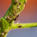 Features of Yellow Aphids’ Bodies