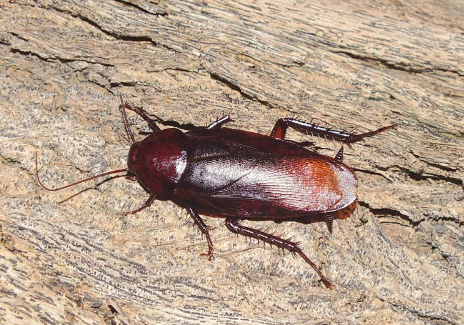 Features of the Smokybrown Cockroach's Body