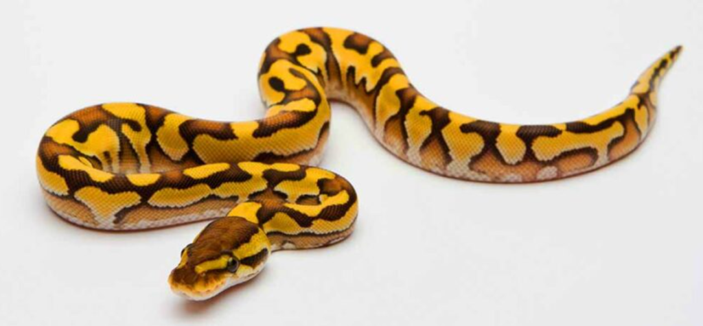 Features of the Yellow Belly Ball Python’s Body