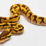 Features of the Yellow Belly Ball Python’s Body