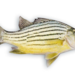 Feeding and Nutrition of Yellow Bass