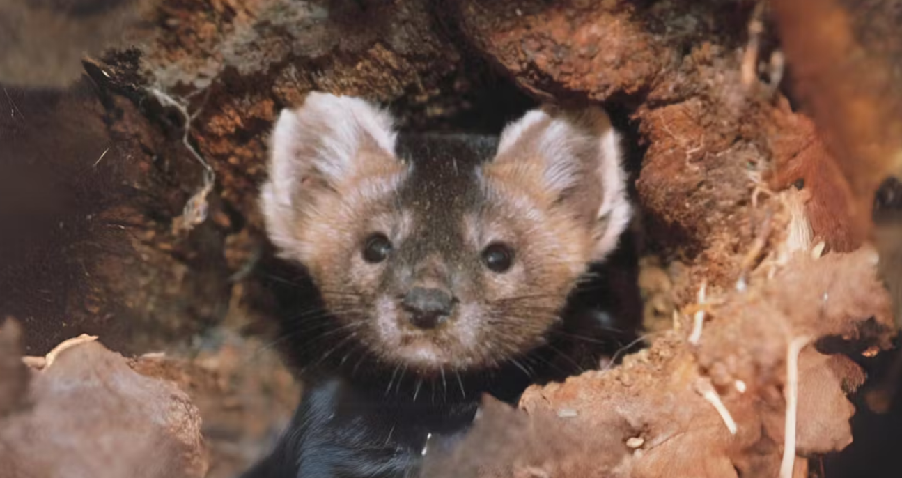 Function of the Sable within the Ecosystem