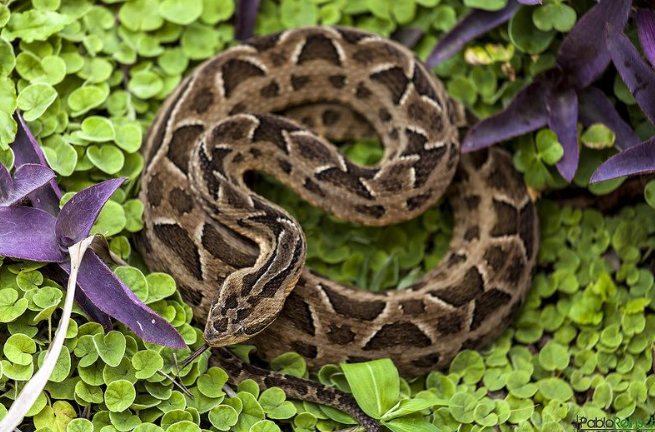 Geographical Range of the Yarará Snake